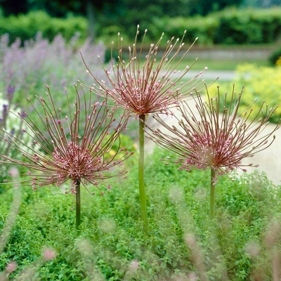 Set Of 3 Allium Schubertii Bulbs - Van Zyverden 4 Set Of 3 Allium Schubertii Bulbs - Van Zyverden - Image 2