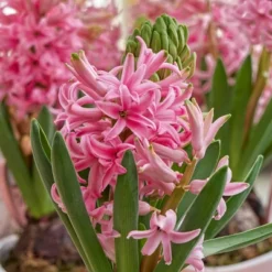 Fragrant Pink Hyacinth Bulb With Forcing Vase - National Plant Network -Artificial Plant Store GUEST c880c9f9 537d 4d29 97b4 2766cc76dd8d