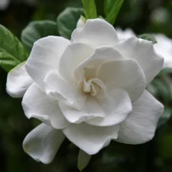 2.25gal Radicans Gardenia Plant White Blooms - National Plant Network 9 2.25gal Radicans Gardenia Plant White Blooms - National Plant Network -Artificial Plant Store GUEST c8b4a818 981d 483f ad17 ab72068b0ce6