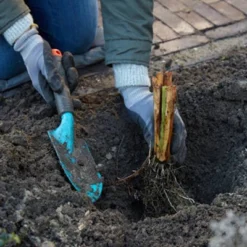 Van Zyverden Set Of 3 Roots Bearded Iris Firebreather 7 Van Zyverden Set Of 3 Roots Bearded Iris Firebreather -Artificial Plant Store GUEST c9426e2e 04ac 48d2 a640 dd1acba3de3d