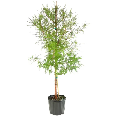 2.25gal Bald Cypress Tree - National Plant Network 4 2.25gal Bald Cypress Tree - National Plant Network - Image 2