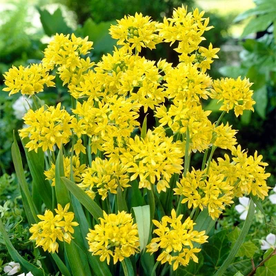 100ct Allium Blend Bulbs - Van Zyverden 4 100ct Allium Blend Bulbs - Van Zyverden - Image 2