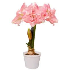 Van Zyverden Amaryllis Pink Double Time Flower Bulb