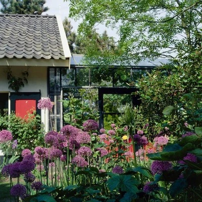 Van Zyverden 12ct Bulbs Allium Purple Sensation 4 Van Zyverden 12ct Bulbs Allium Purple Sensation - Image 2