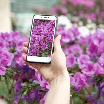 2.25gal Elsie Lee Azalea Plant With Purple Blooms - National Plant Network 4 2.25gal Elsie Lee Azalea Plant With Purple Blooms - National Plant Network - Image 2