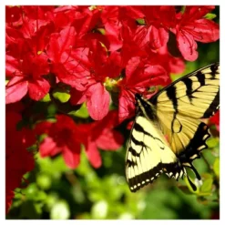 Azalea Midnite Flare 1pc - National Plant Network U.S.D.A Hardiness Zone 7-9: Sun/Shade Tolerant, Nursery Pot Included 13 Azalea Midnite Flare 1pc - National Plant Network U.S.D.A Hardiness Zone 7-9: Sun/Shade Tolerant, Nursery Pot Included -Artificial Plant Store GUEST ce543f35 f3e2 4512 b88a f6f4c7e1169b