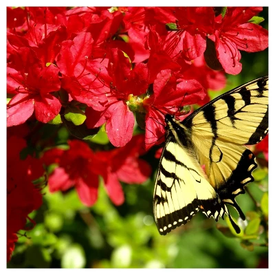 Azalea Midnite Flare 1pc - National Plant Network U.S.D.A Hardiness Zone 7-9: Sun/Shade Tolerant, Nursery Pot Included 8 Azalea Midnite Flare 1pc - National Plant Network U.S.D.A Hardiness Zone 7-9: Sun/Shade Tolerant, Nursery Pot Included - Image 6