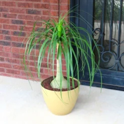 National Plant Network Live Indoor 6" Ponytail Palm Plant 18 National Plant Network Live Indoor 6" Ponytail Palm Plant -Artificial Plant Store GUEST cee95bed 03d1 4275 8e6f 3c55531a7db0