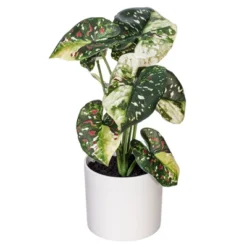 Vickerman 11.5" Artificial Variegated Leaves In Pot, 2 Per Bag -Artificial Plant Store GUEST cfdfab1e 9f73 46e7 bf25 dcbae904f9d1