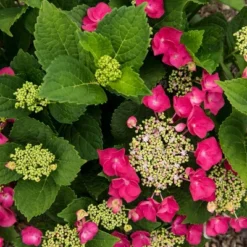 National Plant Network Live Outdoor 4" Cherry Explosion Hydrangea Plants - 3ct 18 National Plant Network Live Outdoor 4" Cherry Explosion Hydrangea Plants - 3ct -Artificial Plant Store GUEST d05d6ec1 7b8b 4bd6 ad7f e5ba69a0e109