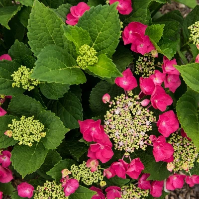 National Plant Network Live Outdoor 4" Cherry Explosion Hydrangea Plants - 3ct 10 National Plant Network Live Outdoor 4" Cherry Explosion Hydrangea Plants - 3ct - Image 8