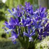Van Zyverden 12ct Bulbs Iris Dutch Sapphire Beauty -Artificial Plant Store GUEST d0e471ce 30b8 4f27 80f9 3efb0f2bd867