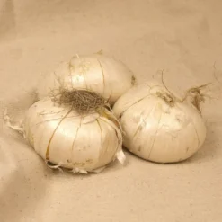 Van Zyverden 6ct Bulbs Allium Giant Gladiator