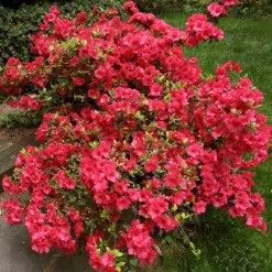 Azalea Midnite Flare 1pc - National Plant Network U.S.D.A Hardiness Zone 7-9: Sun/Shade Tolerant, Nursery Pot Included 10 Azalea Midnite Flare 1pc - National Plant Network U.S.D.A Hardiness Zone 7-9: Sun/Shade Tolerant, Nursery Pot Included -Artificial Plant Store GUEST d38dc7e2 25d8 42db a885 079e95bb45aa