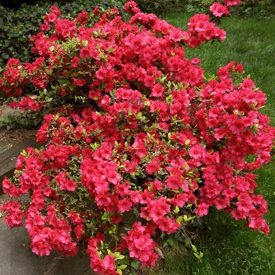 Azalea Midnite Flare 1pc - National Plant Network U.S.D.A Hardiness Zone 7-9: Sun/Shade Tolerant, Nursery Pot Included 5 Azalea Midnite Flare 1pc - National Plant Network U.S.D.A Hardiness Zone 7-9: Sun/Shade Tolerant, Nursery Pot Included - Image 3