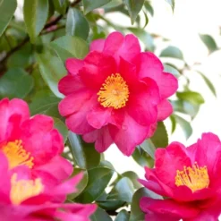 National Plant Network Live Outdoor Shi Shi Camellia Sasanqua Plant - 1ct 2.5qt -Artificial Plant Store GUEST d3a83afa f863 4f67 8fd4 866482cc6b5e