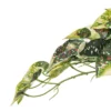 Vickerman 15" Artificial Hanging Variegated Leaves Vine, 2 Per Bag 2 Vickerman 15" Artificial Hanging Variegated Leaves Vine, 2 Per Bag -Artificial Plant Store GUEST d483ab8b a488 43a4 b6c9 87663642cafe