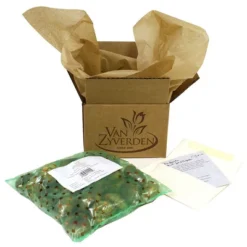 Daffodils Rip Van Winkle Set Of 12 Bulbs - Yellow - Van Zyverden 6 Daffodils Rip Van Winkle Set Of 12 Bulbs - Yellow - Van Zyverden -Artificial Plant Store GUEST d4929146 38ac 4f7e be5c d670748452fb