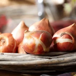 Set Of 12 Arabian Mystery Tulip Bulbs - Van Zyverden -Artificial Plant Store GUEST d5c3e398 8ee4 4393 9a00 21d29ceda383 24