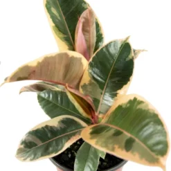 Ficus Robusta Ruby Rubber Tree Plant - National Plant Network 9 Ficus Robusta Ruby Rubber Tree Plant - National Plant Network -Artificial Plant Store GUEST d6abaad3 1813 42c3 beaa 8164467cd7bf