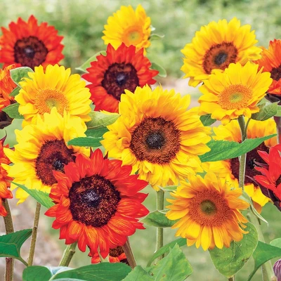 Collections Etc Roll Out Flower Seeded Mats That Attract Butterflies - Set Of 2 7 Collections Etc Roll Out Flower Seeded Mats That Attract Butterflies - Set Of 2 - Image 5