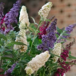 National Plant Network Outdoor Live 4" Buddleia Triple Treat Butterfly Bush Plants - 3ct -Artificial Plant Store GUEST d7339feb 8ecd 48a9 bba4 c92c9895a5e5