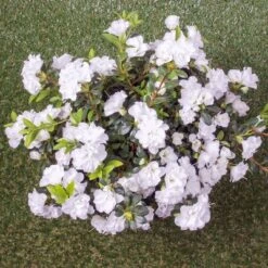 National Plant Network Live Outdoor Hardy Gardenia Azalea Plant - 1ct 3gal 14 National Plant Network Live Outdoor Hardy Gardenia Azalea Plant - 1ct 3gal -Artificial Plant Store GUEST d7bbf914 1b04 425d ae4d 2594de395123