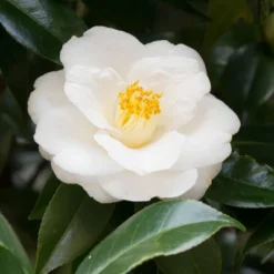 2.5qt Mine No Yuki Camellia Sasanqua Plant With White Blooms - National Plant Network -Artificial Plant Store GUEST d7c79cd9 ad82 4399 854f 6e0ed1f692b8