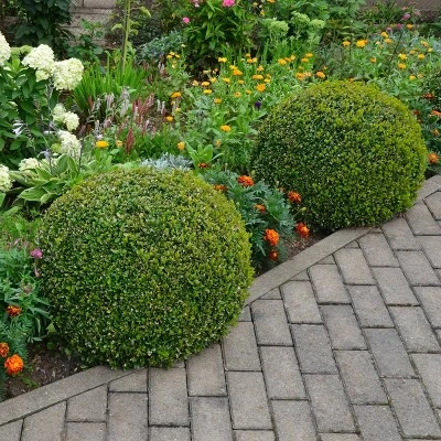 National Plant Network Outdoor Live Wintergreen Boxwood Plant - 1ct 1gal 4 National Plant Network Outdoor Live Wintergreen Boxwood Plant - 1ct 1gal - Image 2