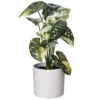 Vickerman 11.5" Artificial Variegated Leaves In Pot, 2 Per Bag 2 Vickerman 11.5" Artificial Variegated Leaves In Pot, 2 Per Bag -Artificial Plant Store GUEST d9861c29 7e4e 4bfc 870b f55cb3db0aaf