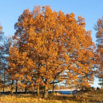 2.25gal Bur Oak Tree - National Plant Network: Hardy Outdoor Live Shrub, Full Sun, Zone 3-8 3 2.25gal Bur Oak Tree - National Plant Network: Hardy Outdoor Live Shrub, Full Sun, Zone 3-8