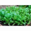 Window Garden Vegetable Starter Kit, Grow Your Own Food, Arugula -Artificial Plant Store GUEST dad63dac b2f5 4857 a1dc f6f725aed650