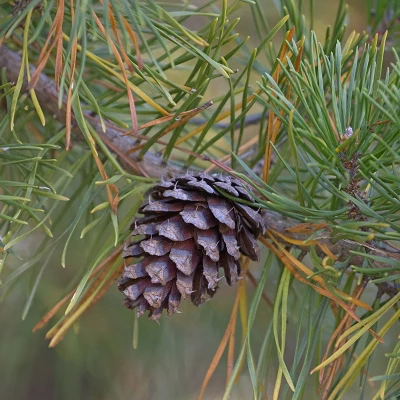 2.25gal Loblolly Pine Tree - National Plant Network 5 2.25gal Loblolly Pine Tree - National Plant Network - Image 3