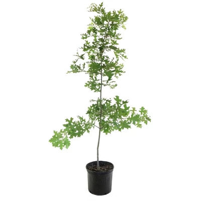 2.25gal Pin Oak Tree - National Plant Network 4 2.25gal Pin Oak Tree - National Plant Network - Image 2