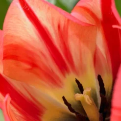 Set Of 12 Spryng Break Tulip Bulbs - Van Zyverden 7 Set Of 12 Spryng Break Tulip Bulbs - Van Zyverden -Artificial Plant Store GUEST db2903fa 4c61 4ed5 8433 fd806fab6bda