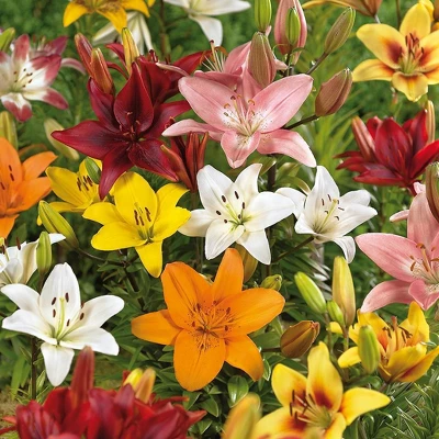 Van Zyverden 25ct Bulbs Lilies Asiatic Mixed 6 Van Zyverden 25ct Bulbs Lilies Asiatic Mixed - Image 4