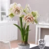 Van Zyverden Amaryllis White/Pink Nymph Flower Bulb 2 Van Zyverden Amaryllis White/Pink Nymph Flower Bulb -Artificial Plant Store GUEST dbc5ceac 00fe 4fb9 9cec c9c312c24675