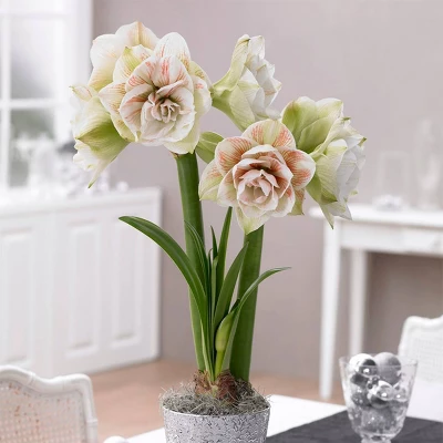 Van Zyverden Amaryllis White/Pink Nymph Flower Bulb 3 Van Zyverden Amaryllis White/Pink Nymph Flower Bulb