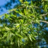 2.25gal Willow Oak Tree - National Plant Network 1 2.25gal Willow Oak Tree - National Plant Network -Artificial Plant Store GUEST dd00599f 6fb8 4546 b019 0ce40b7b5ba9