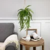 Northlight 18" Artificial Fern Plant With Moss Ball And Hanging Jute Cord 1 Northlight 18" Artificial Fern Plant With Moss Ball And Hanging Jute Cord -Artificial Plant Store GUEST dec110eb 010d 41dd b3ba d1831a149d93