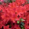 Encore 1pc Azalea Autumn Sunset - National Plant Network 1 Encore 1pc Azalea Autumn Sunset - National Plant Network -Artificial Plant Store GUEST def5b51d d7e2 4dbd bc8c ac1c799eccd9