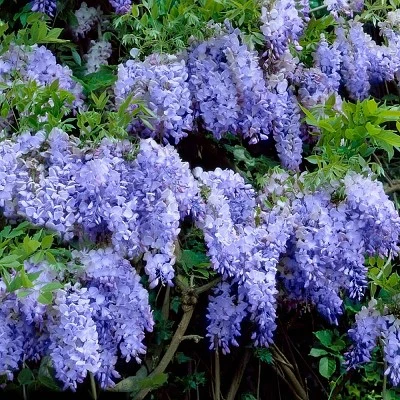 National Plant Network Live Outdoor Wisteria Plant - 1ct 1gal 8 National Plant Network Live Outdoor Wisteria Plant - 1ct 1gal - Image 6
