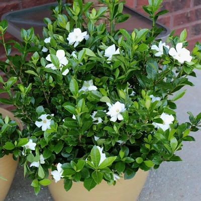 Gardenia 'Radicans' 1pc U.S.D.A. Hardiness Zones 7-11 National Plant Network 2.5qt 4 Gardenia 'Radicans' 1pc U.S.D.A. Hardiness Zones 7-11 National Plant Network 2.5qt - Image 2