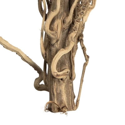 Vickerman Natural Medusa Branch, Dried 6 Vickerman Natural Medusa Branch, Dried - Image 4
