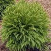 National Plant Network Live Outdoor Globosa Nana Cryptomeria Plant - 1ct 2gal 2 National Plant Network Live Outdoor Globosa Nana Cryptomeria Plant - 1ct 2gal -Artificial Plant Store GUEST e016e65e 87f2 42b2 8257 f30a210304d1