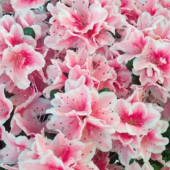 Azalea 'Conversation' U.S.D.A. Hardiness Zones 7-11 - 1pc - Cottage Hill -Artificial Plant Store GUEST e02e3c86 f3b8 4f9c a2f5 91633f4a8674