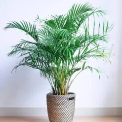 National Plant Network Live Indoor/Outdoor Majesty Palm Plant - 1ct 2.5qt -Artificial Plant Store GUEST e0427e0c 3f21 45ec ae7b d3e0805e84d0