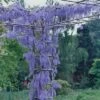 National Plant Network Live Outdoor Wisteria Plant - 1ct 1gal