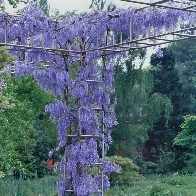 National Plant Network Live Outdoor Wisteria Plant - 1ct 1gal 3 National Plant Network Live Outdoor Wisteria Plant - 1ct 1gal