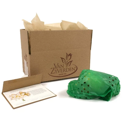 Van Zyverden Amaryllis White/Pink Impatient Flower Bulb 7 Van Zyverden Amaryllis White/Pink Impatient Flower Bulb - Image 5